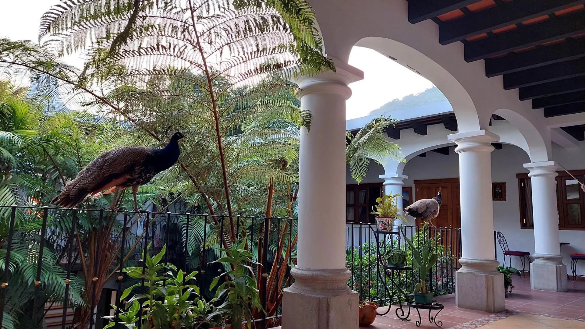 Hotel Y Jardines Casa Buho Antigua