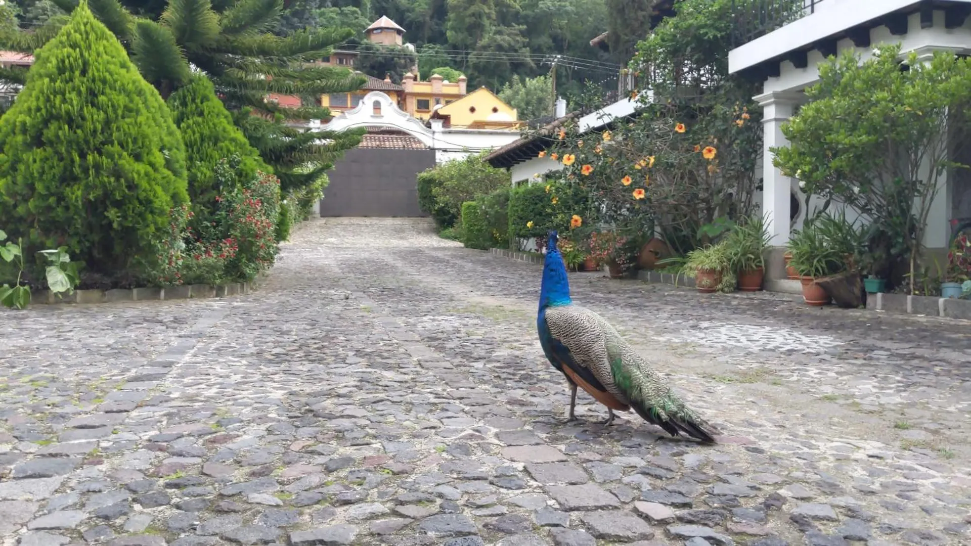 Hotel Y Jardines Casa Buho Antigua Guatemala