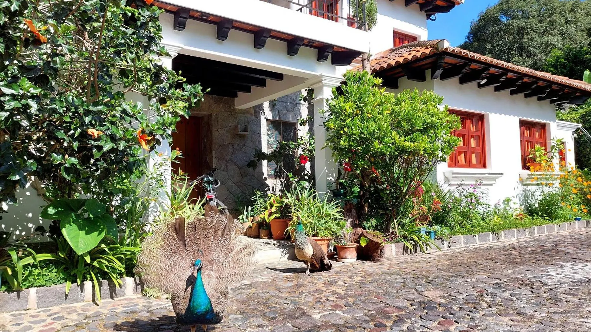 Hotel Y Jardines Casa Buho Antigua